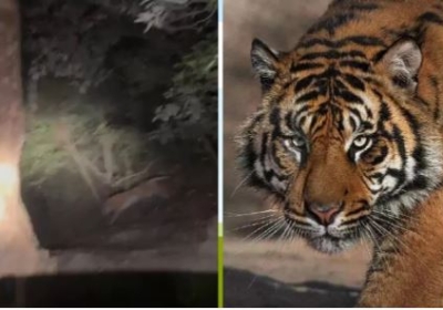 Tiger In Almora