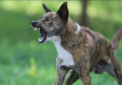 Terror of Stray Dogs in Sukhna Wildlife Sanctuary