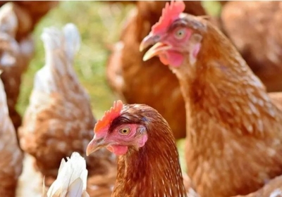 Bird Flu Panic in UP