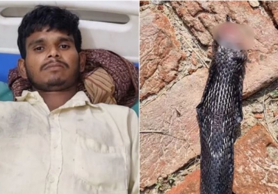 Angry Young Man Chewed off the Snake's Hood