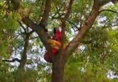Woman climbs tree for justice