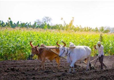 Subsidy on Cow Dung Fertilizer