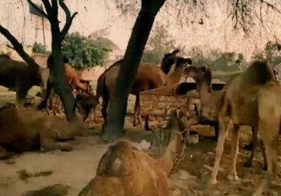 Police seized a truck full of camels in Bathinda