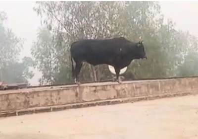The Bull Climbed on the Roof