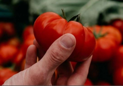 Tomato Price Rise