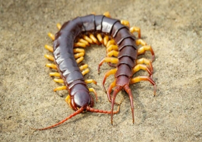 Centipede lucky bug
