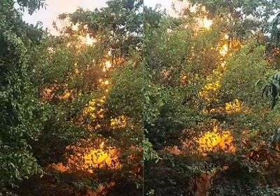 Chandigarh High Voltage Line Burnt Tree