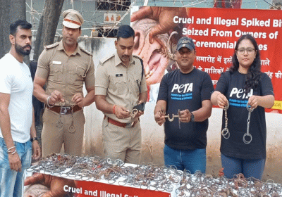 Chandigarh Police and PETA India Seized 200 Spiked Bridle