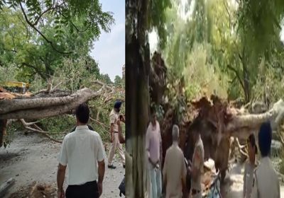 Chandigarh School Tree Fell Incident