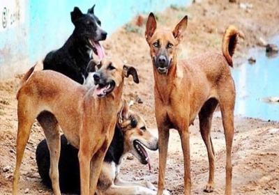 Crorepati Dogs in Gujarat