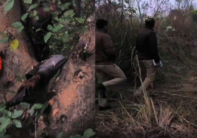 Dead Body Found on Tree in Yamunanagar of Haryana