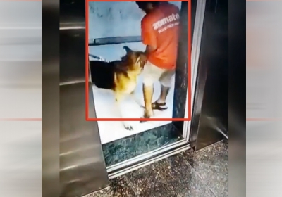 Dog Attack On Zomato Delivery Boy Private Part