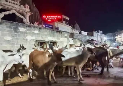 The doors of Dwarka temple opened