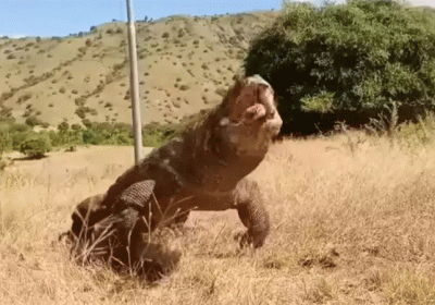 Giant Lizard Komodo Dragon Shocking Video