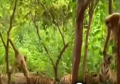 Gibbon Langur Drags Tigers Ears Watch Video