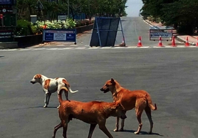 Hyderabad stray dogs attack 1