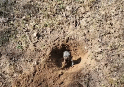 IED--1773699472526_v