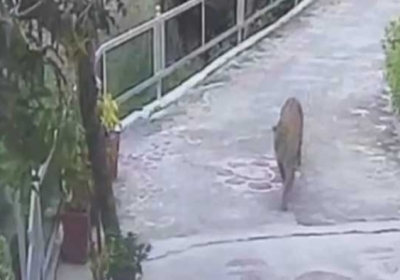 Leopard seen roaming in residential area of Sundernagar, panic among people