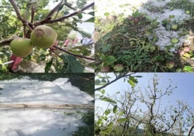 Heavy hailstorm in Himachal's Seraj and Nerva, crops including apples destroyed