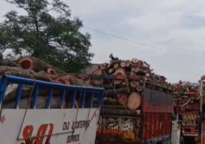 Smuggling of wood in the guise of fuel, 14 vehicles of Punjab caught at the block in Shivbari, Una