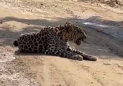 Man-eating leopard seen on the way to Govind Godham Gaushala Dulaihar, panic among people