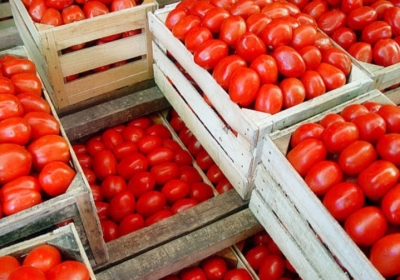 Tomato prices have increased by Rs 1100 in Solan vegetable market since one week, tomatoes are sold at Rs 1600 per crate, farmers are happy due to getting good prices for the crop