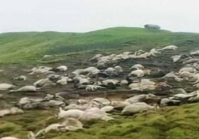 60 sheep and goats died, sheep farmer injured.
