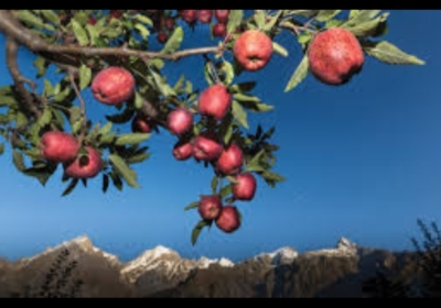 Himachal Government became strict: buy apples according to kg, if the agents are adamant, the government will field HPMC.