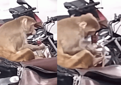 Kanpur Bandar Royal Stag Video Viral