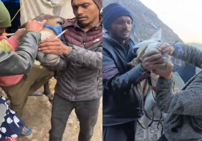 Kedarnath Animal Abused Videos Viral