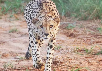 Kuno Female Cheetah Dhatri Died