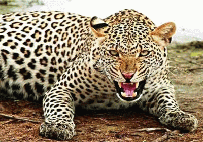 Leopard Caught in Panchkula