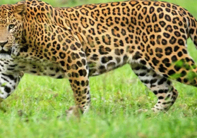 Leopard Crisis in Uttarakhand