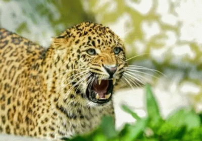 Leopard Terror in Chandpur Forest