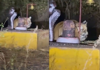 Madhya Pradesh Tiger Worship Shiva Lingam Video Viral