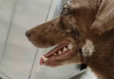  Mumbai Dog Acid Attack Video Viral
