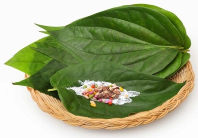 Paan Leaf Can Help To Control Your Blood Sugar Know About The Benefits Here 