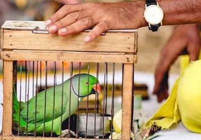 Is Parrot auspicious or inauspicious to keep at home