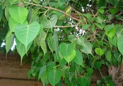 According to jyotish shastra peepal tree is inauspicious for home uproot immediatly 