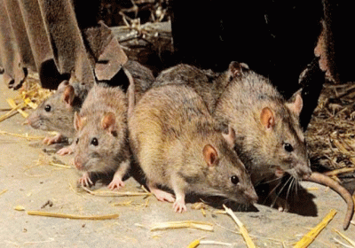 Railway Caught 168 Rats Spending 69 Lakh