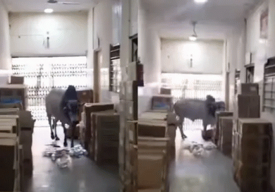 Bull Enters Dausa Hospital