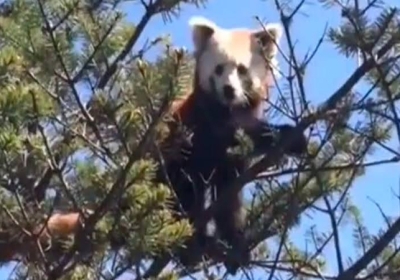 Rare Red Panda Spotted In Tawang Arunachal Pradesh