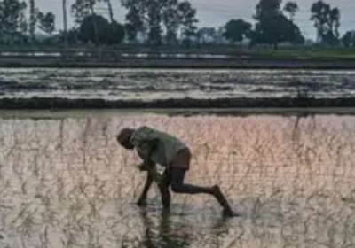 Stunting Virus Damages Paddy Fields in Kaithal