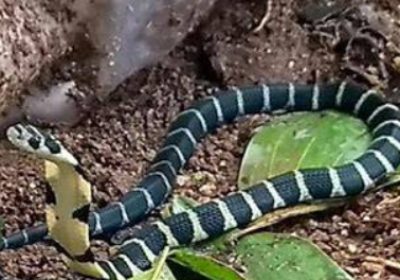 Snakebite Deaths in Ludhiana: No Claims Filed for Govt Compensation