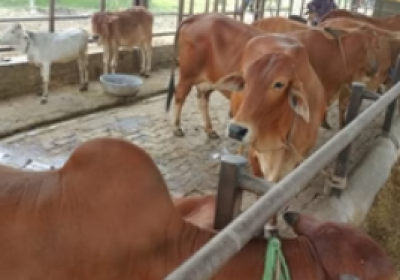 Delay in Amritsar’s Rs 2.4 crore gaushala project sparks public outrage. Stray cattle flood city roads; Gau Raksha Mahasangh plans protest against inaction.