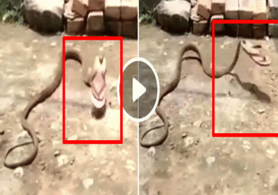 Snake Ran Away With Chappal