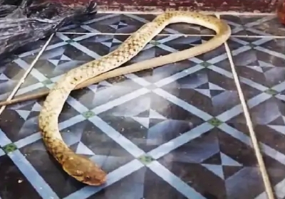Snake in Chandigarh