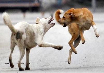 Supreme Court Verdict on Stray Dogs Removal From Public Places