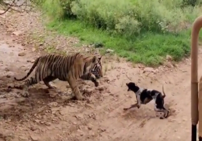 Tiger and Dog Fight Video Viral