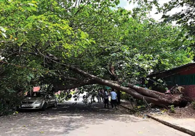 Tree Fell in Chandigarh 
